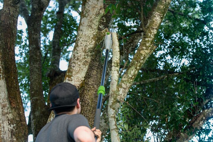 when and how to use a pole saw versus a pole pruner