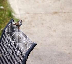 How To Stop Birds From Pooping On My Patio