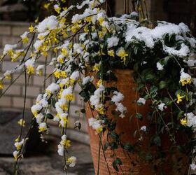 How To Revive Plants After An Overnight Frost