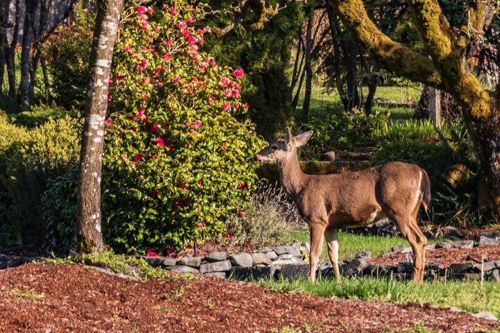 How To Keep Deer Away From Plants