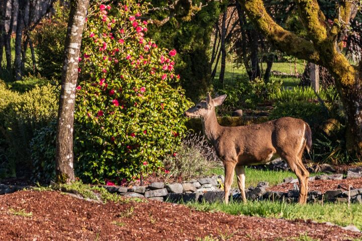 how to keep deer away from plants