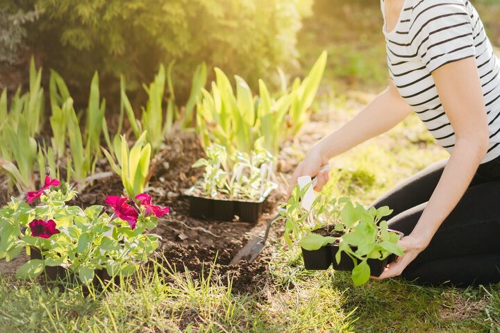 best plants to keep bugs away