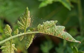 How To Get Rid Of Spider Mites