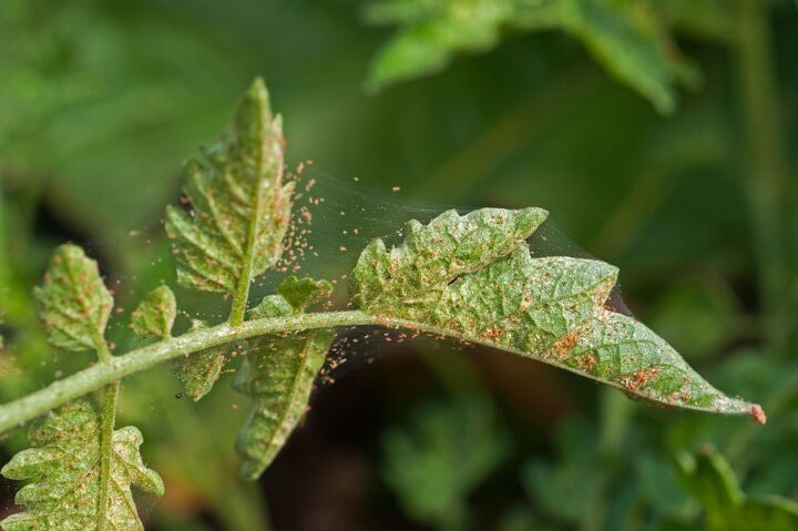 How To Get Rid Of Spider Mites