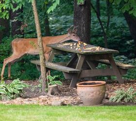 What Can I Feed Deer In My Backyard?