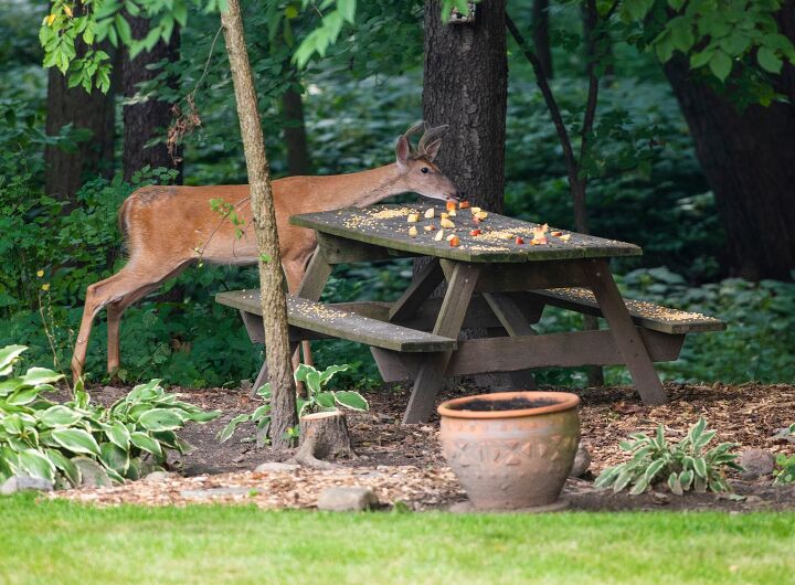 What Can I Feed Deer In My Backyard?