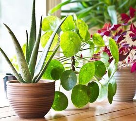 How To Make Indoor Plants Grow Faster