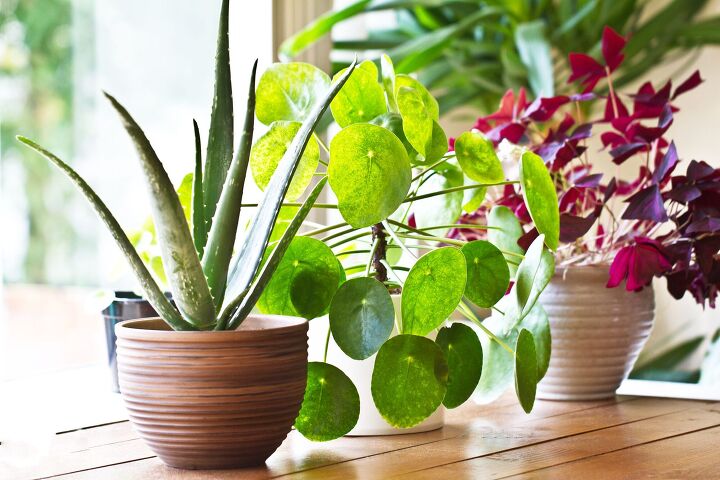 how to make indoor plants grow faster