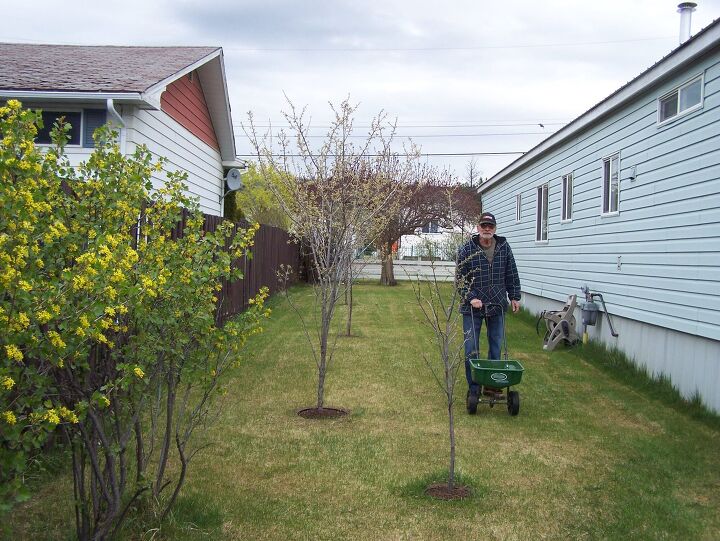 how long for fertilizer to turn grass green