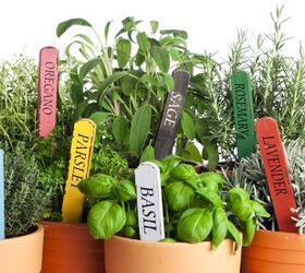 Best Herbs To Grow When Direct Sunlight Is Limited 