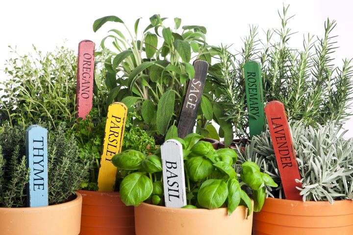 Best Herbs To Grow When Direct Sunlight Is Limited 