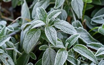 How To Protect Tropical Plants From Freezing Temperatures