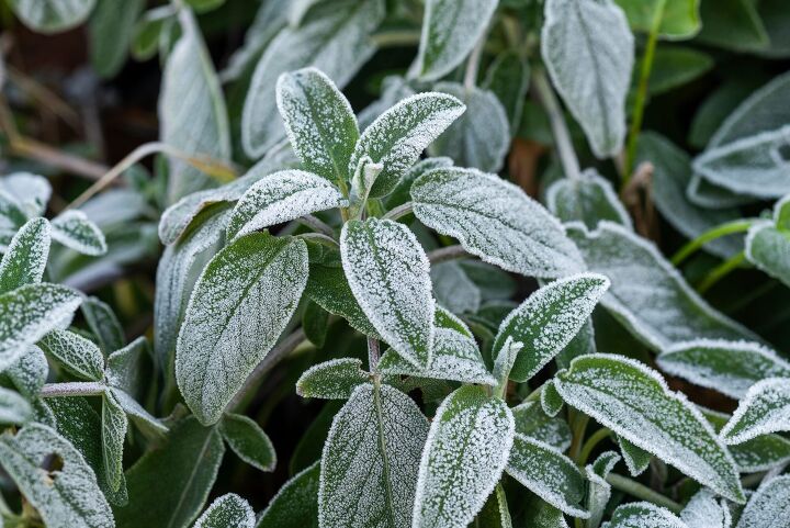 How To Protect Tropical Plants From Freezing Temperatures