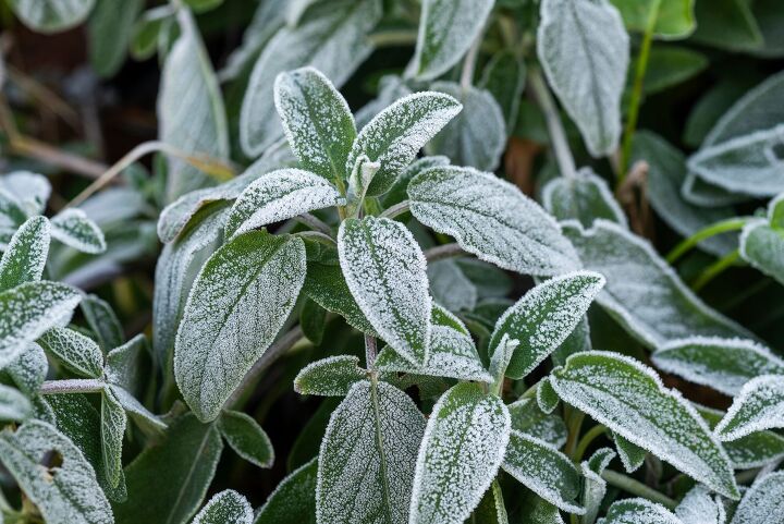 how to protect tropical plants from freezing temperatures