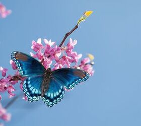 How To Attract Butterflies To Your Garden