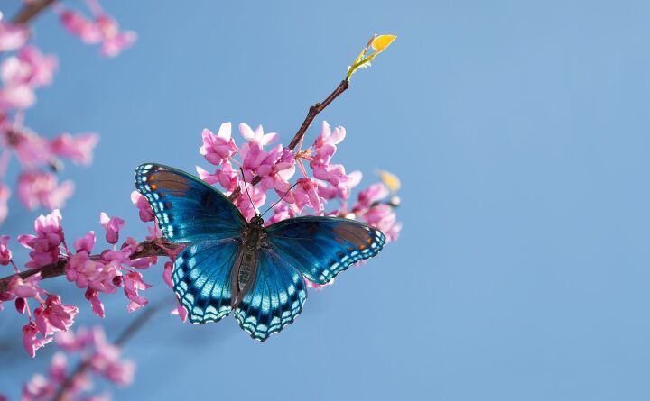 How To Attract Butterflies To Your Garden