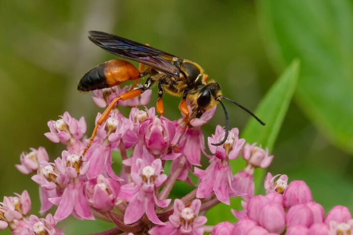 how to get rid of wasps