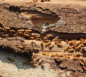Do Termites Come Back?