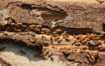 Should I Be Worried About My Neighbor's Termites?