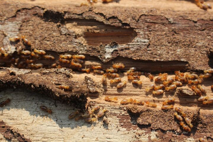 Do Termites Come Back?