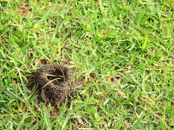 Why Are There So Many Ant Hills In My Yard?