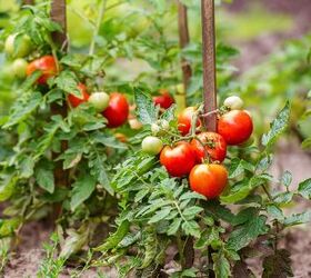 What Are The Easiest Tomatoes To Grow In A Home Garden?