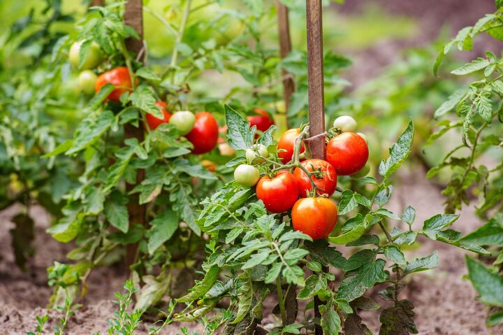 What Are The Easiest Tomatoes To Grow In A Home Garden?