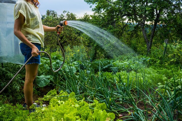 what time of day should you water a vegetable garden
