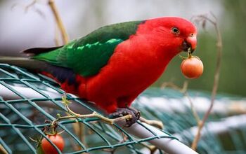 How To Keep Birds From Eating Tomatoes In Your Garden