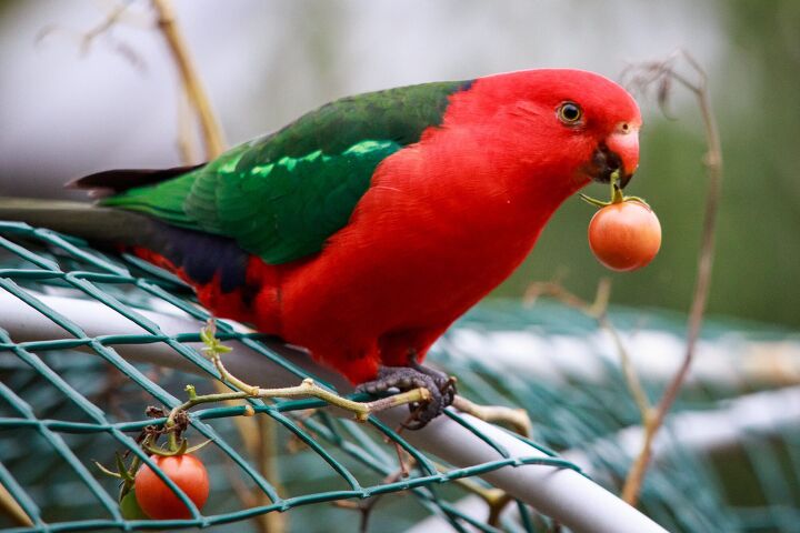 How To Keep Birds From Eating Tomatoes In Your Garden