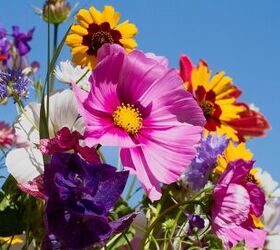 Best Flowers To Plant In Summer