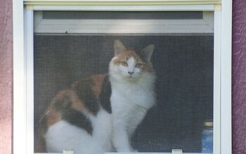 How To Prevent Pets From Scratching Window Screens
