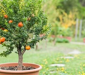What Citrus Trees Can Survive An Annual Frost?