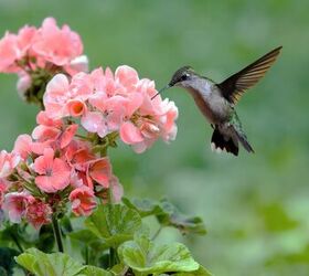 which plants attract hummingbirds