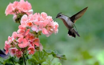 Which Plants Attract Hummingbirds?
