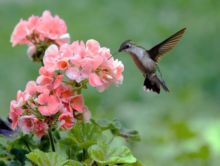 Which Plants Attract Hummingbirds?