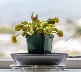 Best Carnivorous Plants For Indoors