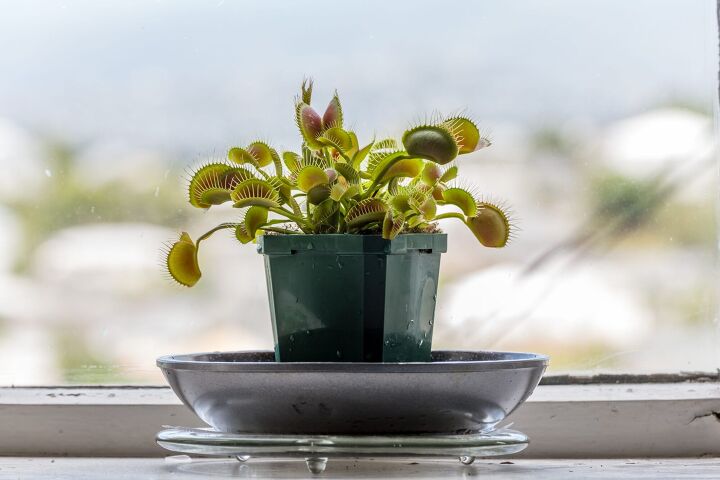 Best Carnivorous Plants For Indoors