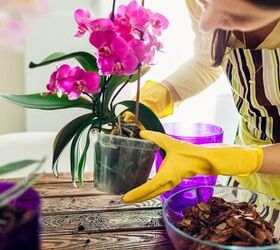 Tips To Help Keep Your Orchid Thriving
