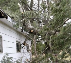 What To Do If A Tree Falls On Your Roof