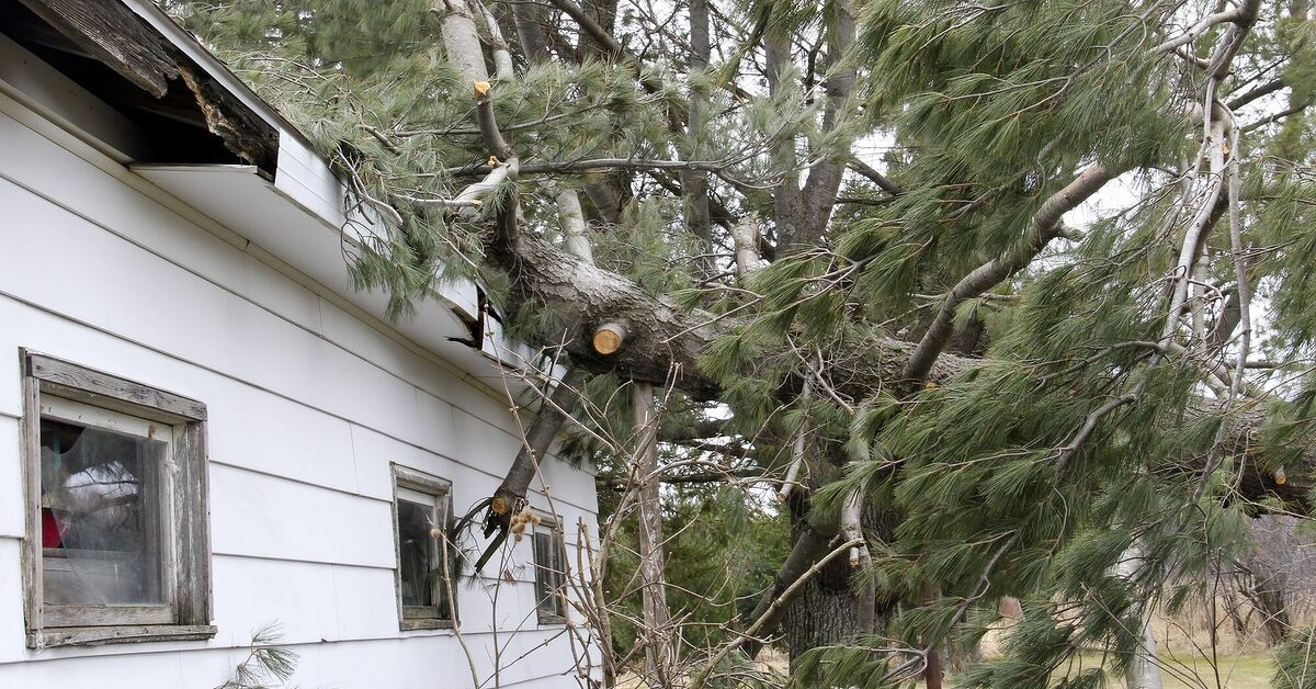 What To Do If A Tree Falls On Your Roof What To Do If A Tree Falls On Your Roof