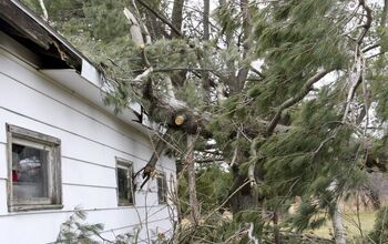 What To Do If A Tree Falls On Your Roof