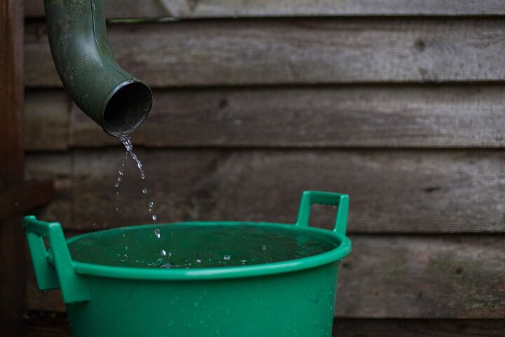 Rainwater Versus Tap: Which Is Best For Indoor Plants? 