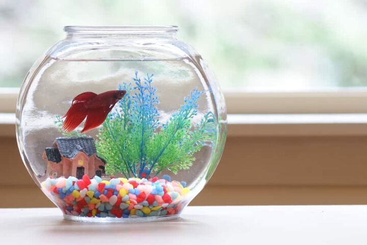 how to clean a betta fish tank quickly easily