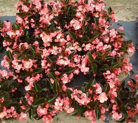14 Different Types of Begonias (with Pictures)