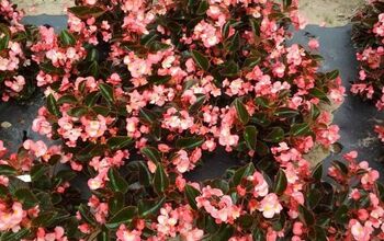 14 Different Types of Begonias (with Pictures)