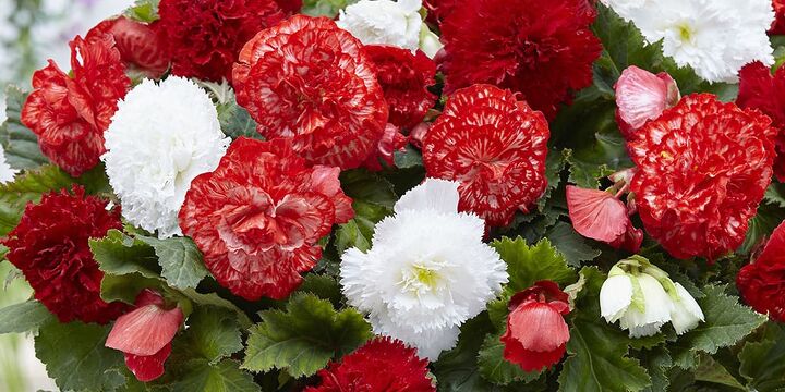 14 different types of begonias with pictures