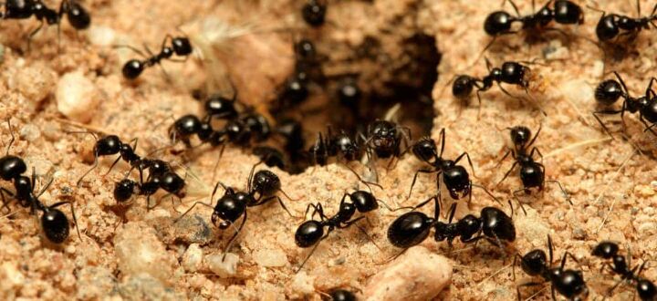 how does borax kill ants find out now