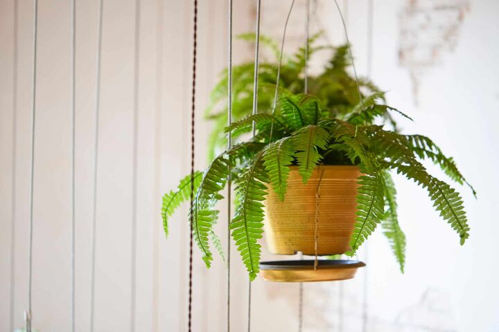 different types of fern plants with photos