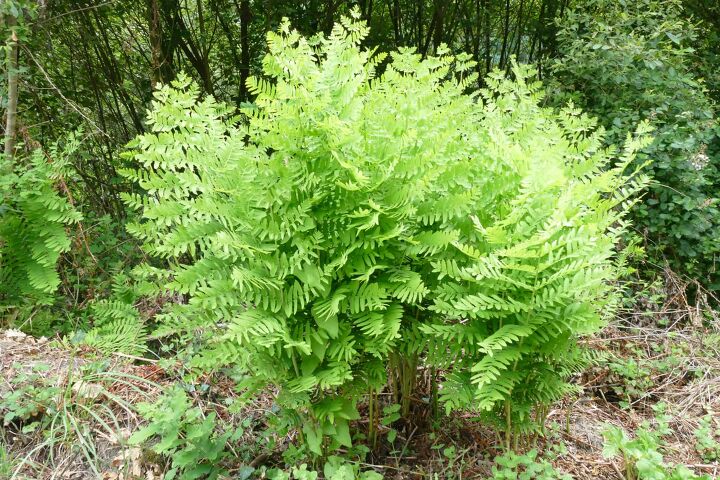 different types of fern plants with photos
